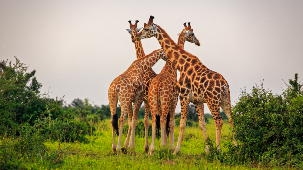 Giraffes in Murchison Falls National Park