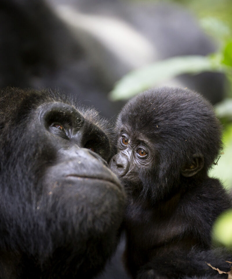 7-days-uganda-honeymoon-safari-with-gorillas