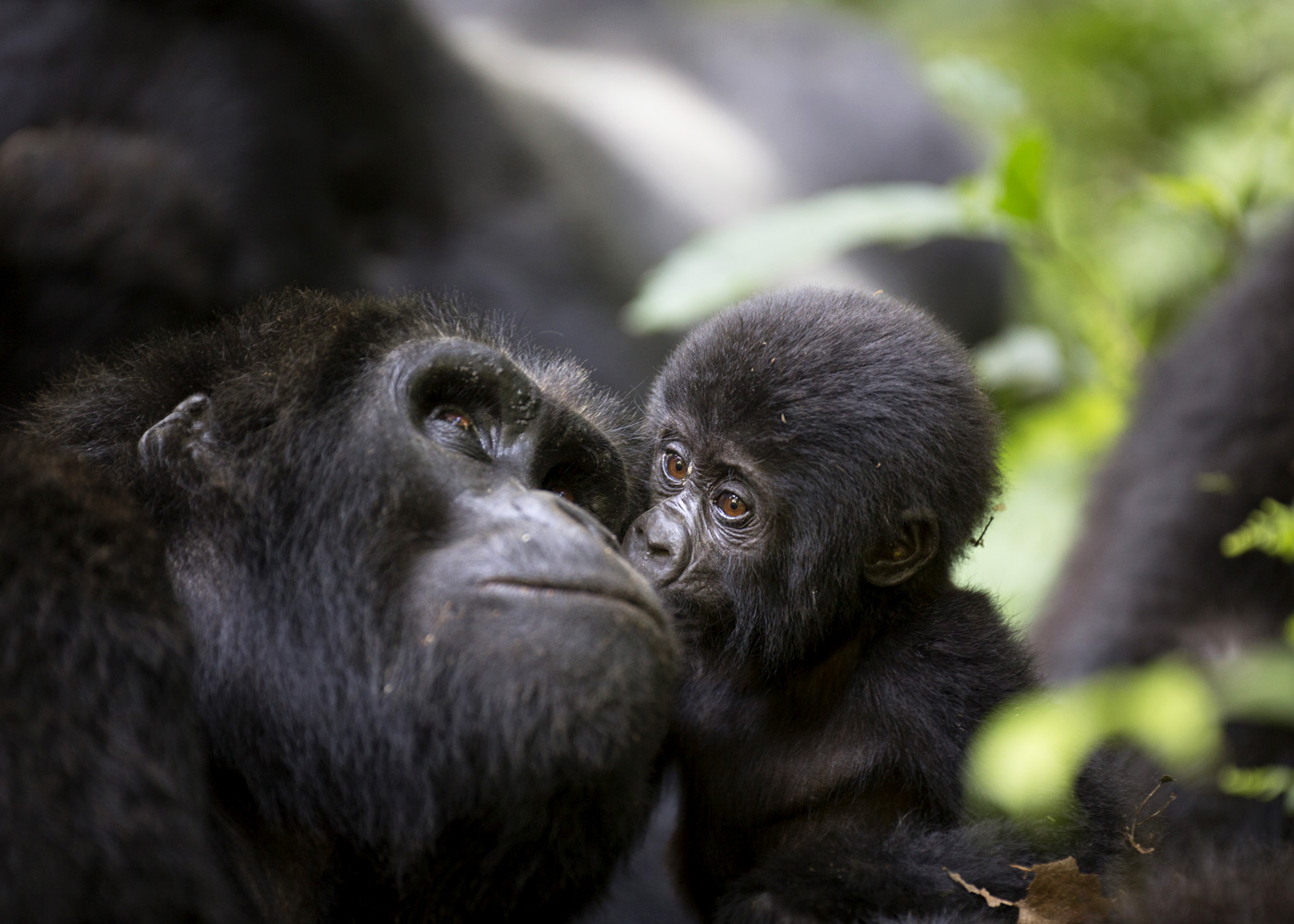 7-days-uganda-honeymoon-safari-with-gorillas