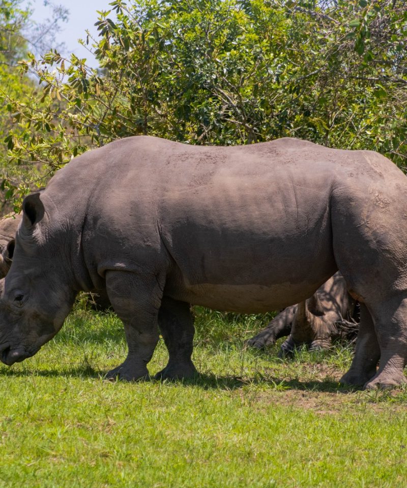 1 Day Visit to Ziwa Rhino Sanctuary