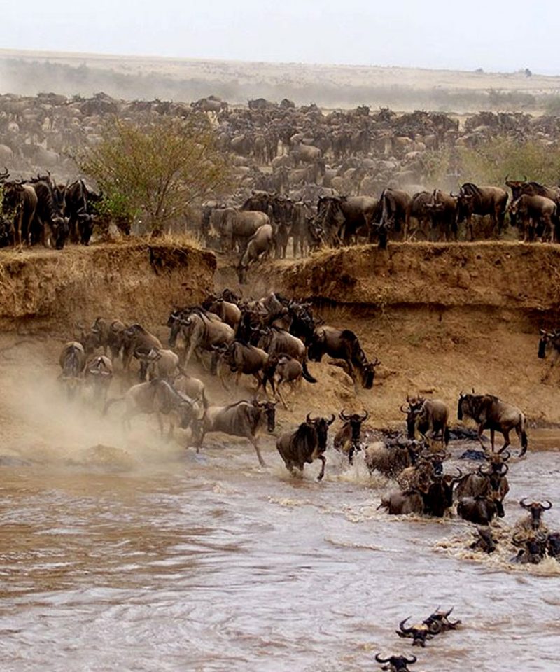 8-days-7-nights-kenya-best-safari-package