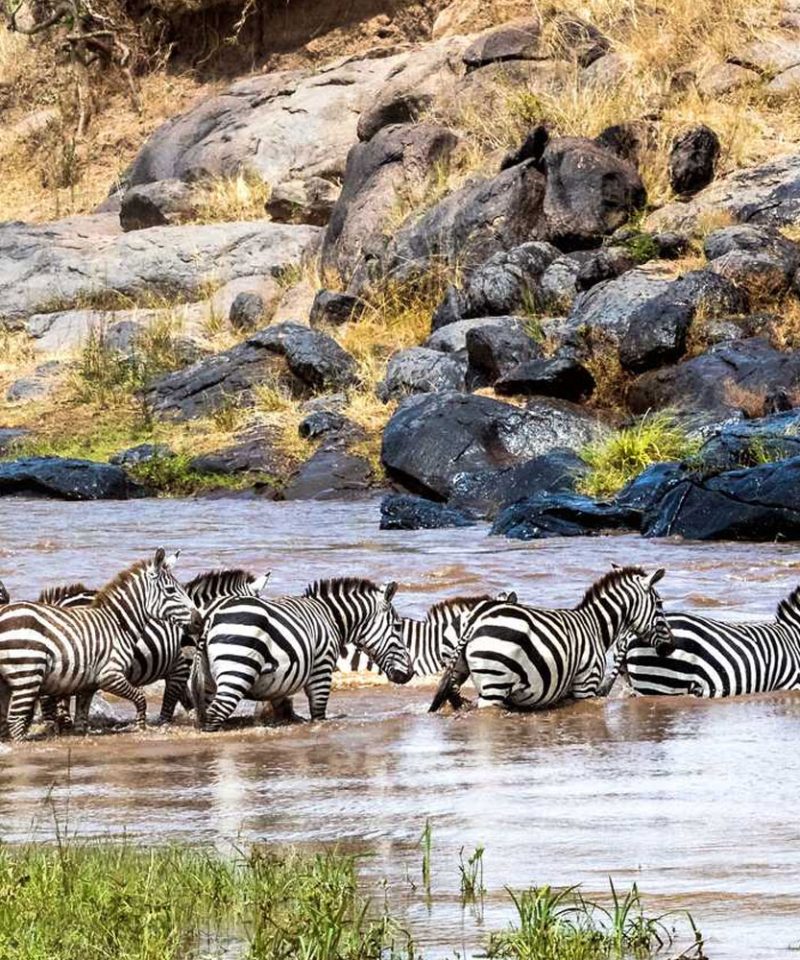 8-days-classic-kenya-safari-package