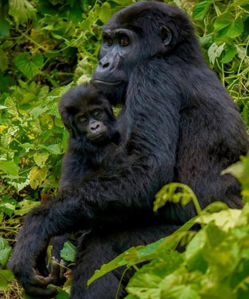 8-days-uganda-luxury-safari-adventure