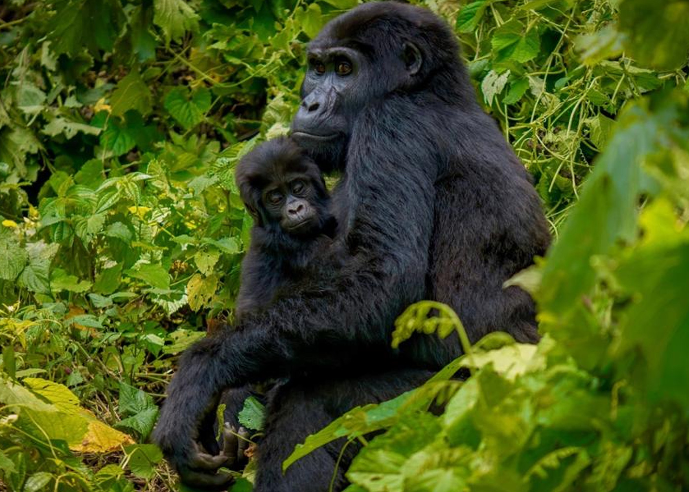 8-days-uganda-luxury-safari-adventure