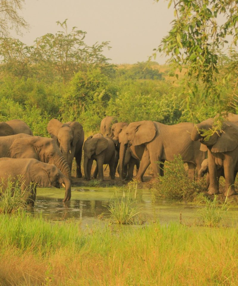 4-Day Safari Adventure to Tsavo East and West National Parks - Vibrant Holiday Safaris