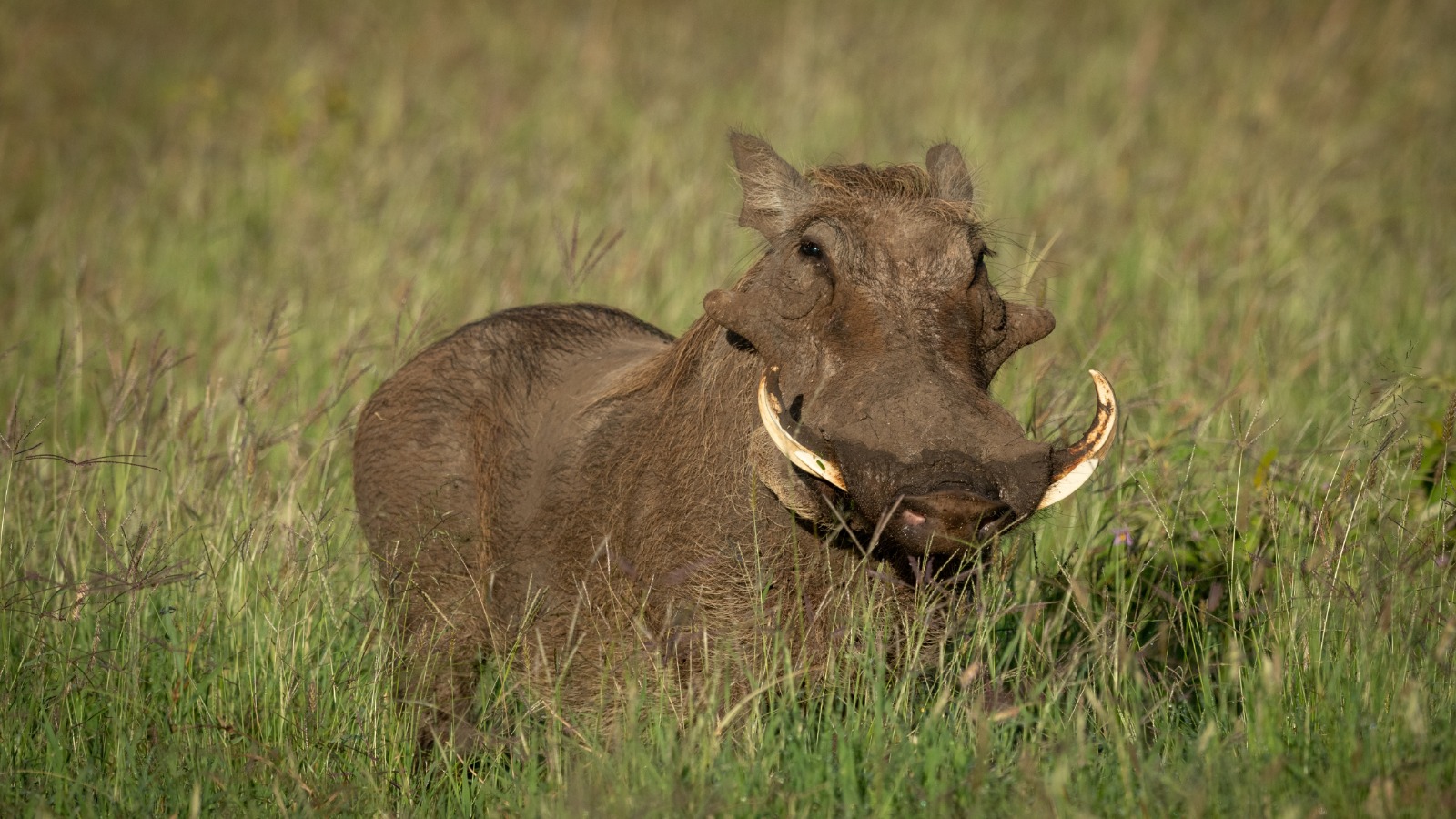 warthog on a 5 Days Kidepo Safari Adventure