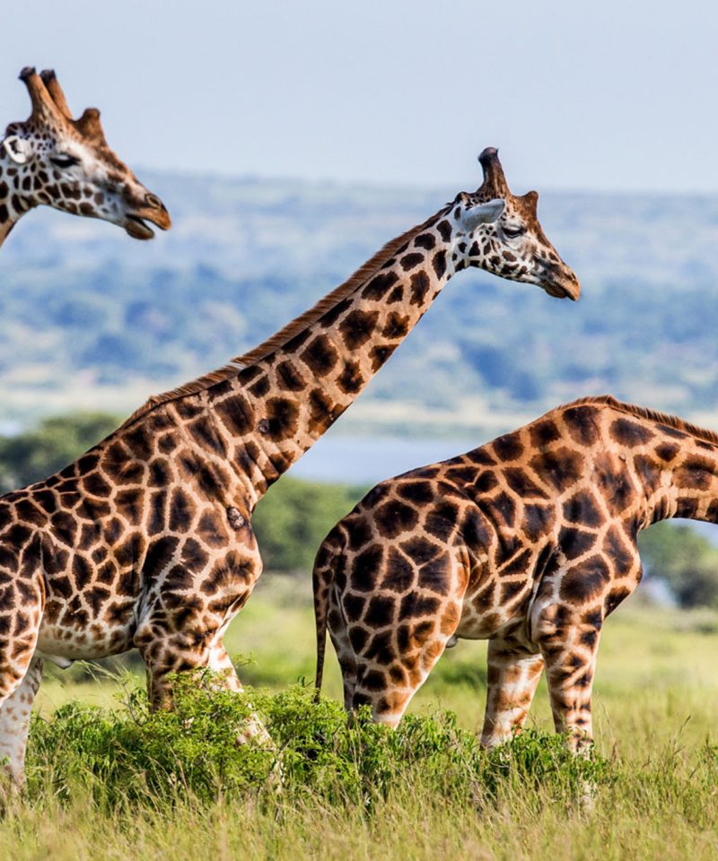 Giraffes