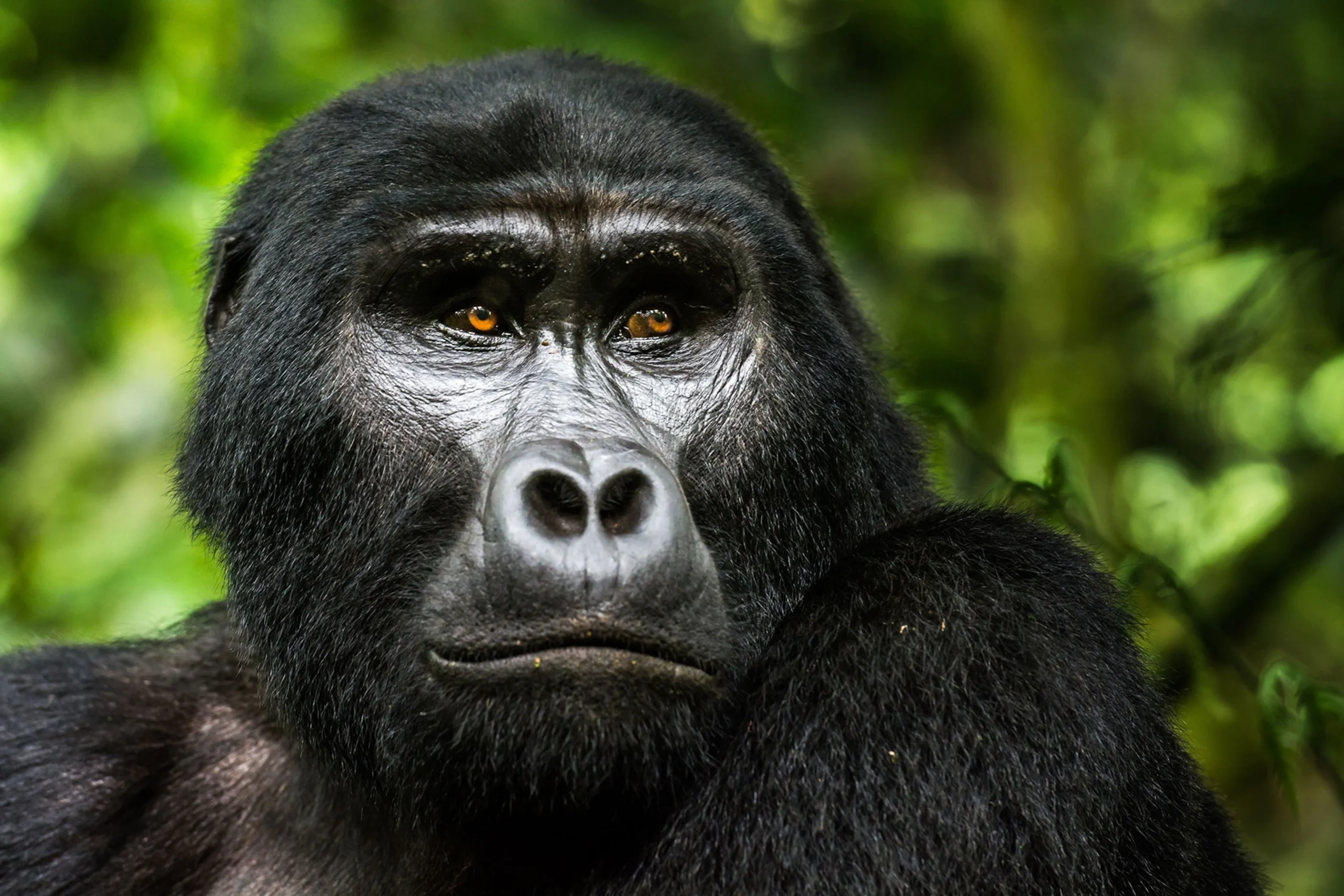 Gorilla in Uganda