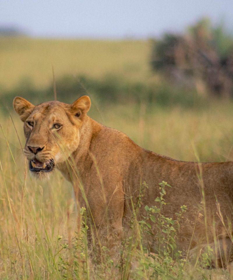 The 9 day Uganda Wildlife and gorilla safari