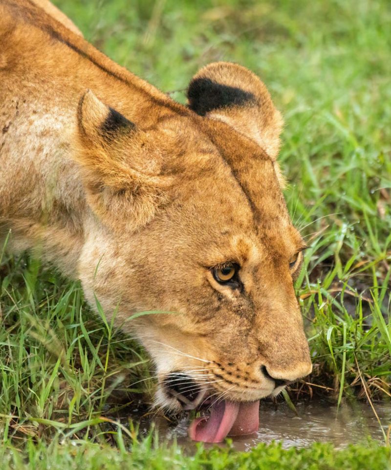Lion quenching thirsty