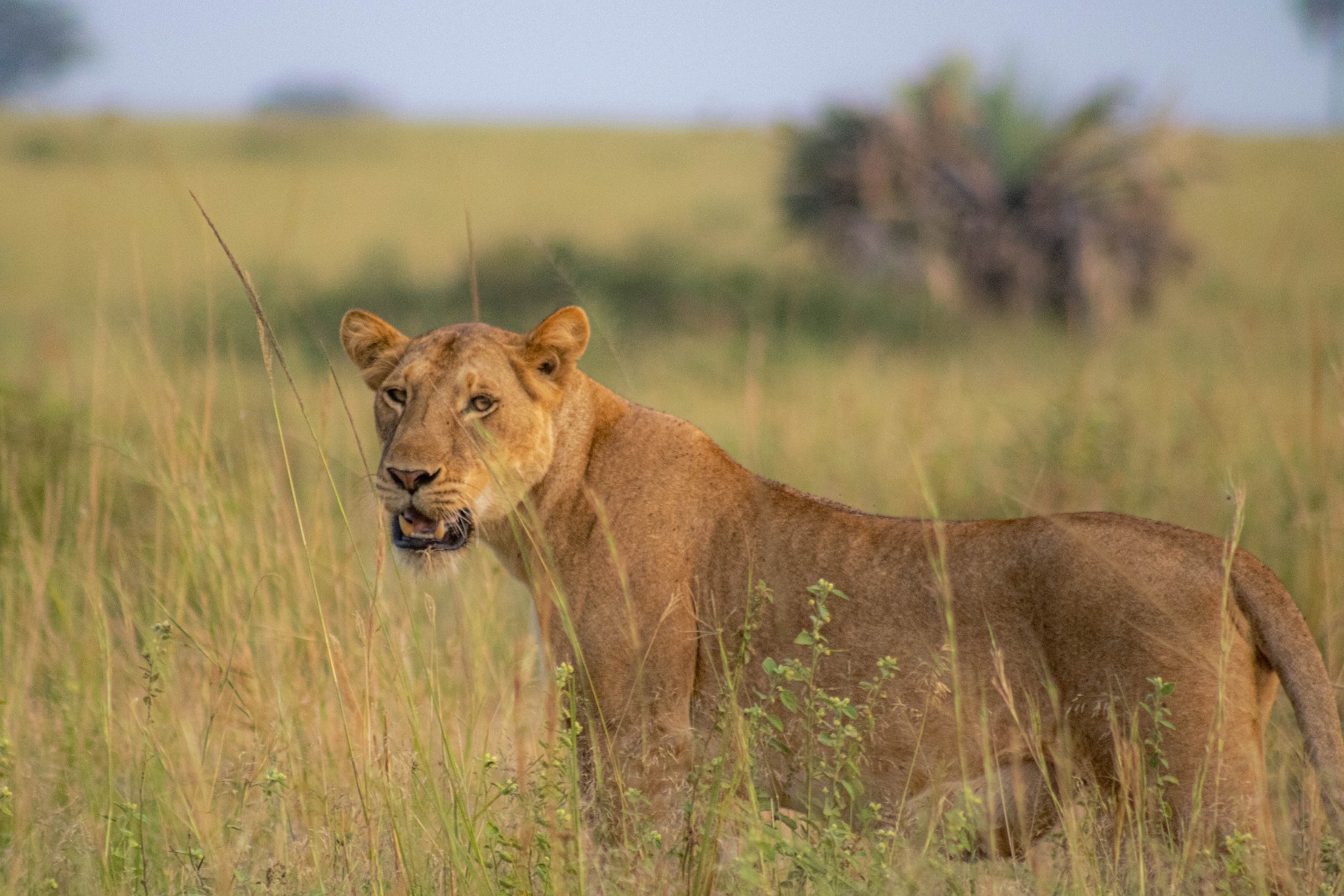 The 9 day Uganda Wildlife and gorilla safari