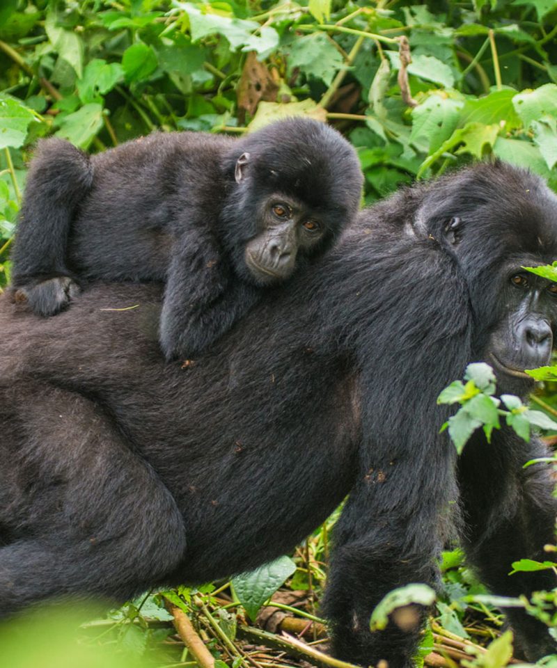 Mother gorilla