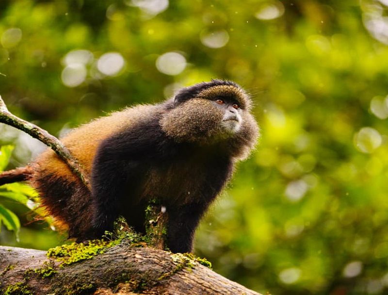 Uganda golden monkey