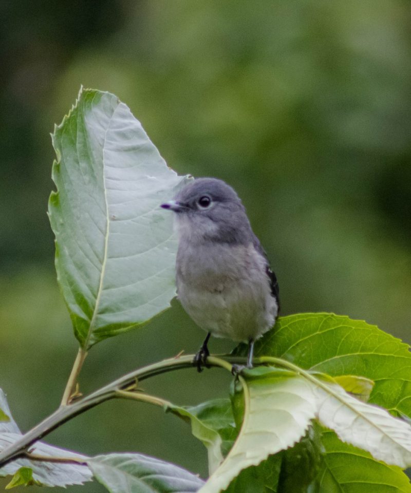 4 Day Birding Safari in Bwindi - Vibrant Holiday Safaris