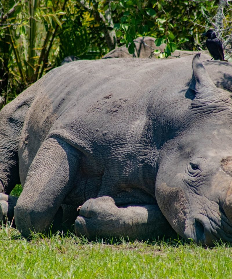 4-Day Safari Adventure in Ol Pejeta and Samburu