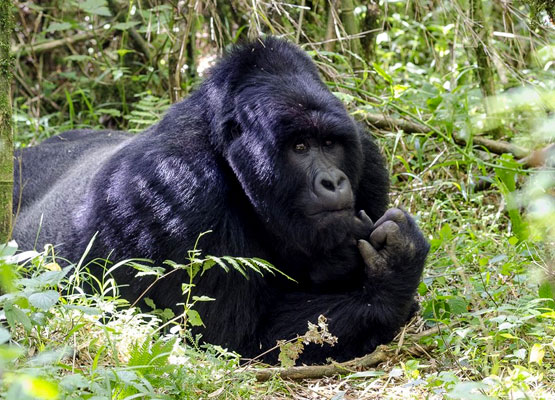 gorilla-trekking-tour