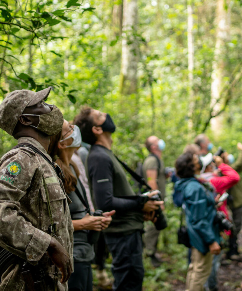 gorillas-and-chimpanzees-safari