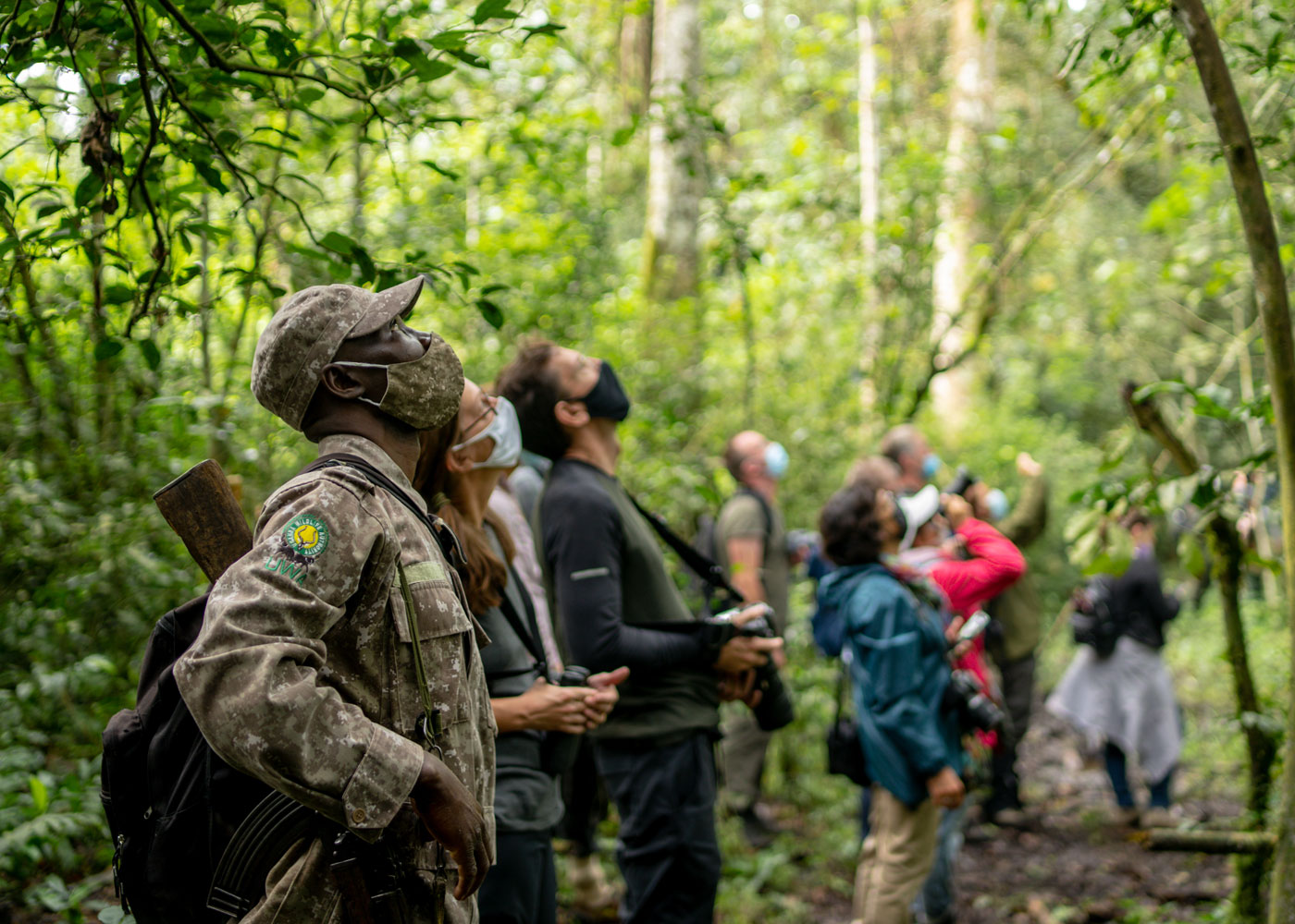 gorillas-and-chimpanzees-safari