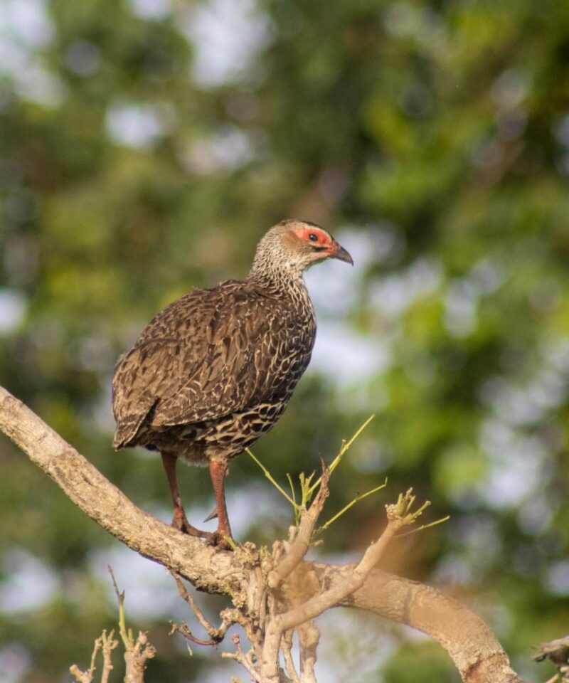 A brown-speckled bird with a red patch above its eye is perched on a bare tree branch, surrounded by blurred green foliage—a striking sight often enjoyed during 1 Day Birding in Mabira Forest