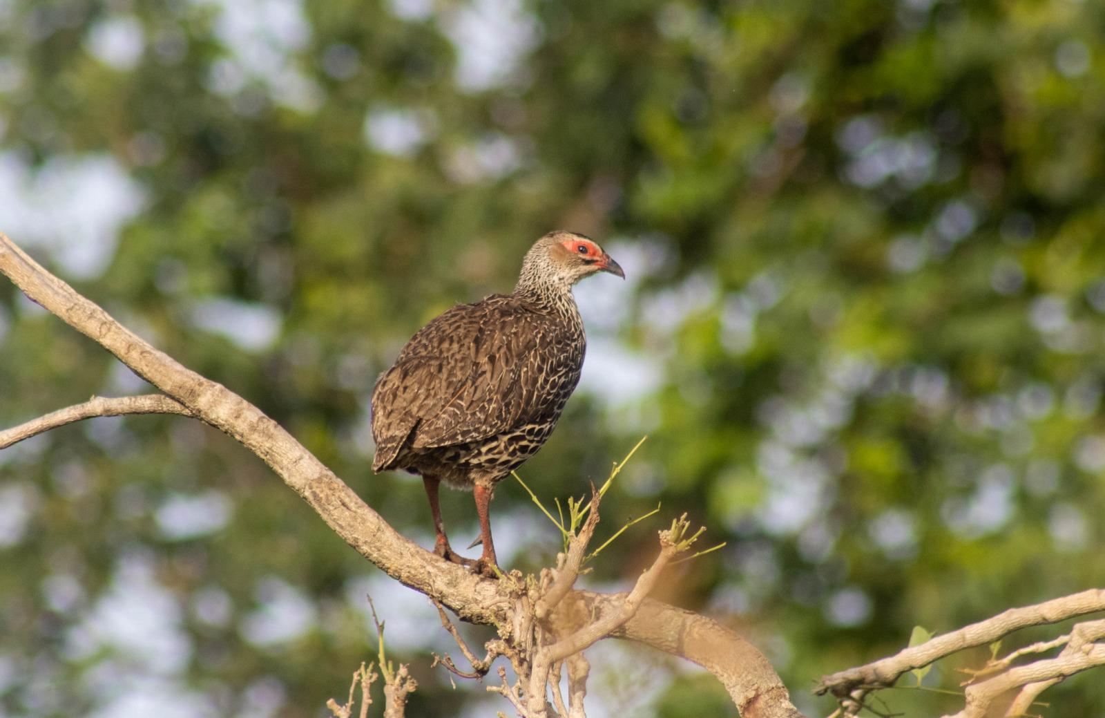 A brown-speckled bird with a red patch above its eye is perched on a bare tree branch, surrounded by blurred green foliage—a striking sight often enjoyed during 1 Day Birding in Mabira Forest