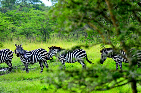 Zebras in Lake Mburo