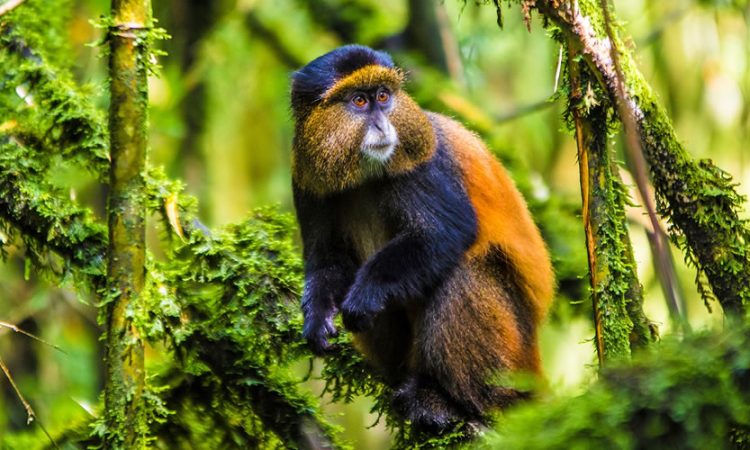 Uganda golden monkey