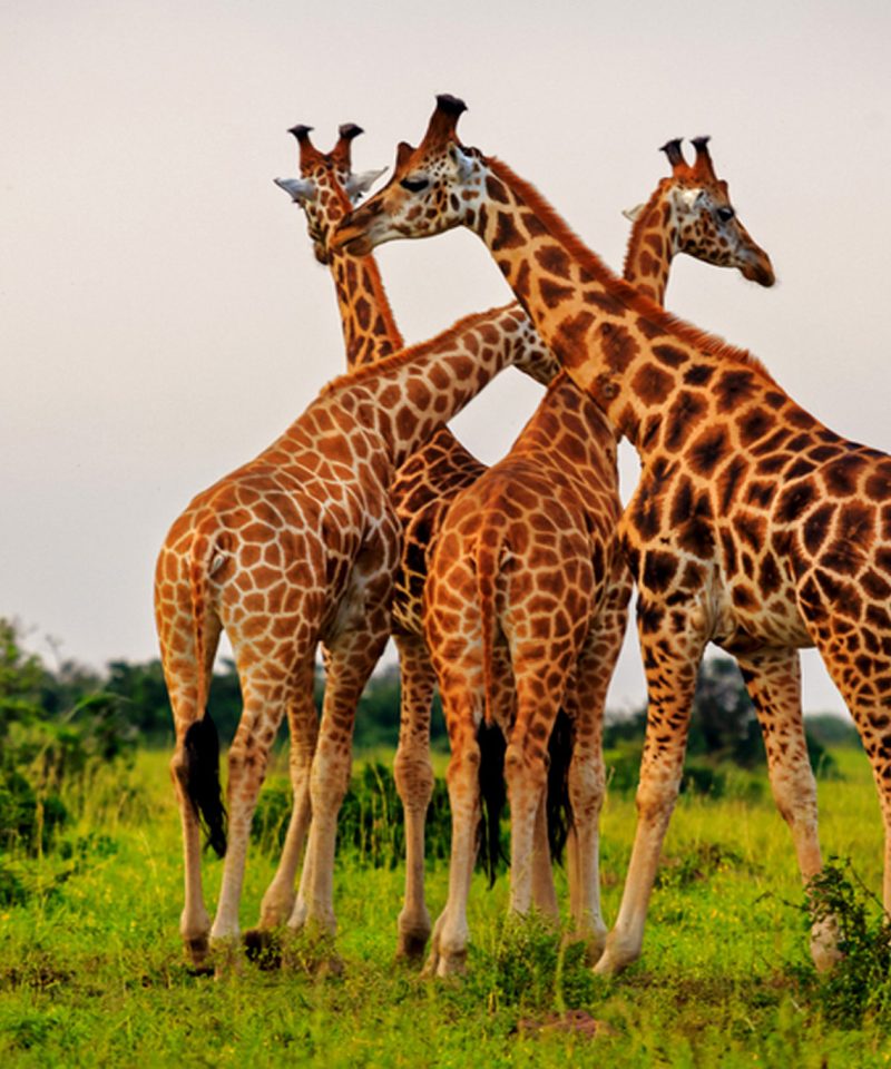 Giraffes on the Savannah - 7 Days Murchison Falls, Kibale, Queen and Bwindi Safari