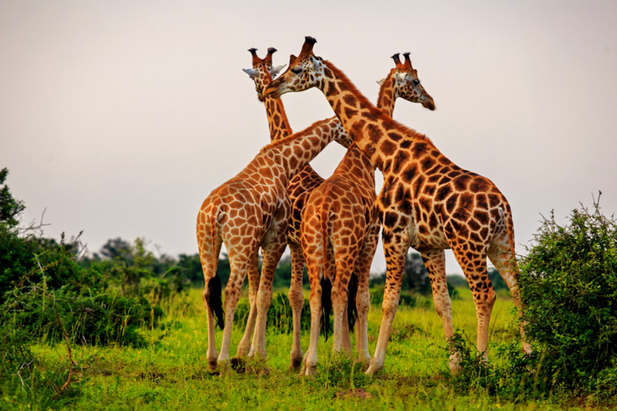 Giraffes on the Savannah - 7 Days Murchison Falls, Kibale, Queen and Bwindi Safari