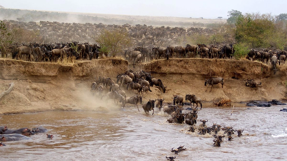 wildebeest migration in Maasai mara national reserve