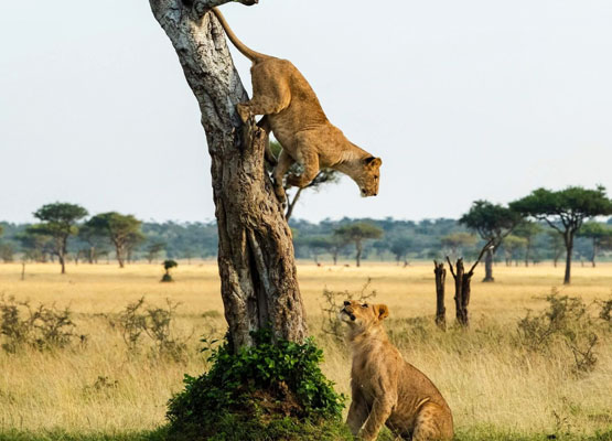 wildlife-safaris