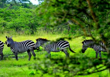 Mount Kilimanjaro National Park