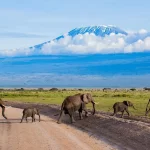 Wildlife in Amboseli National Park