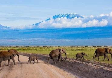 Wildlife in Amboseli National Park