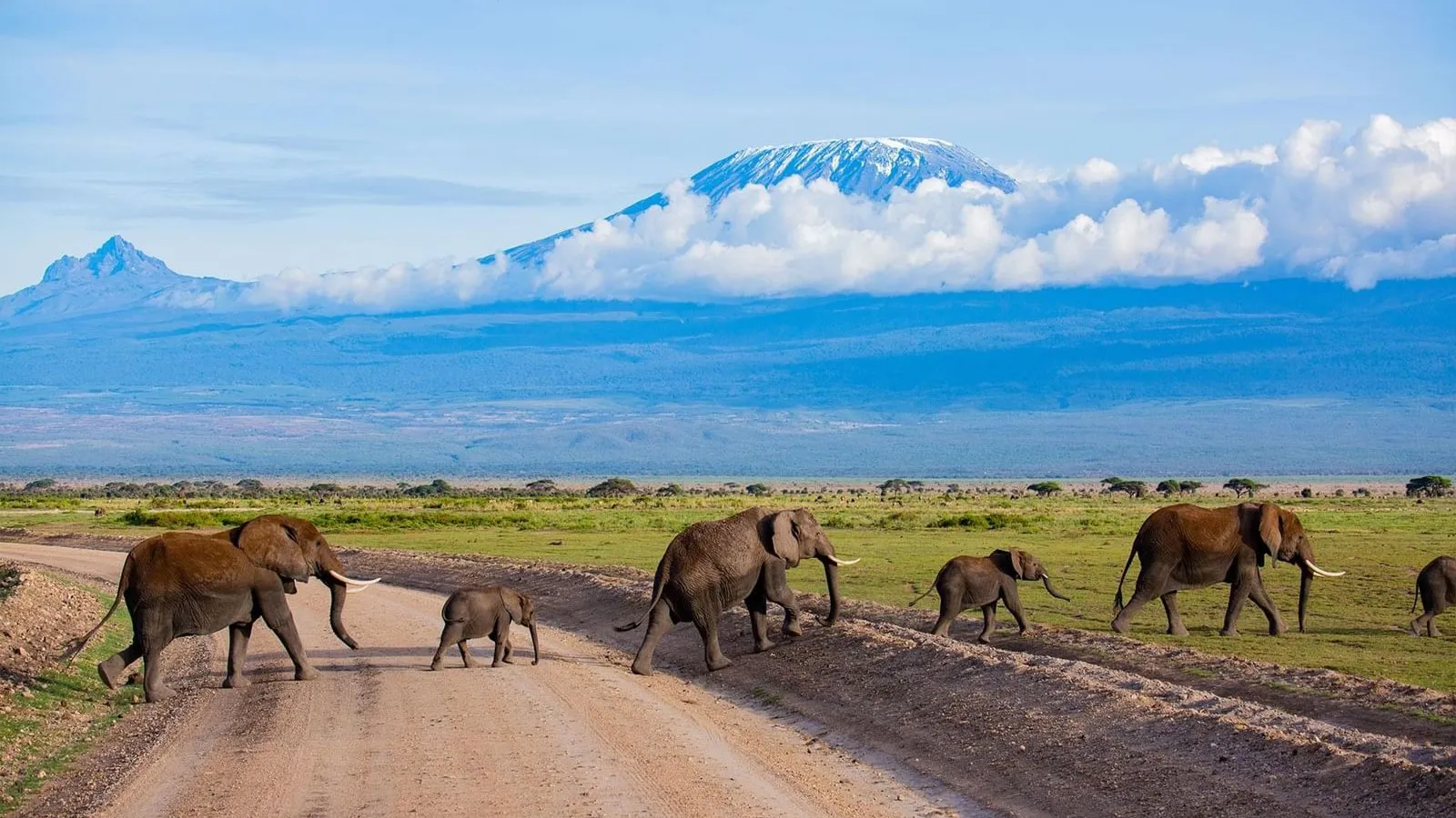 Wildlife in Amboseli National Park