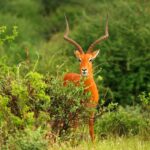 Wildlife in Arabuko Sokoke National Park