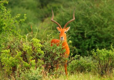 Wildlife in Arabuko Sokoke National Park