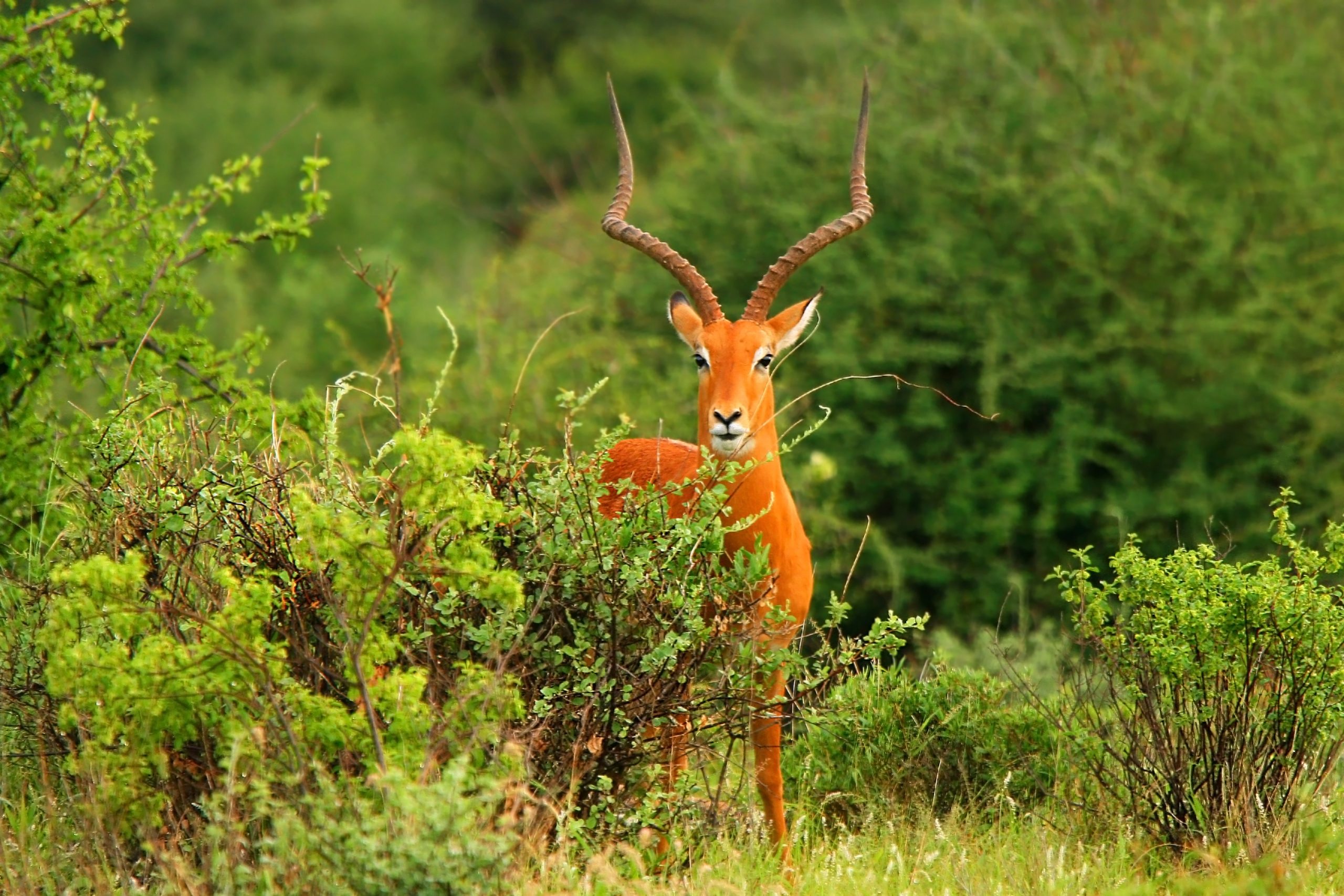 Wildlife in Arabuko Sokoke National Park