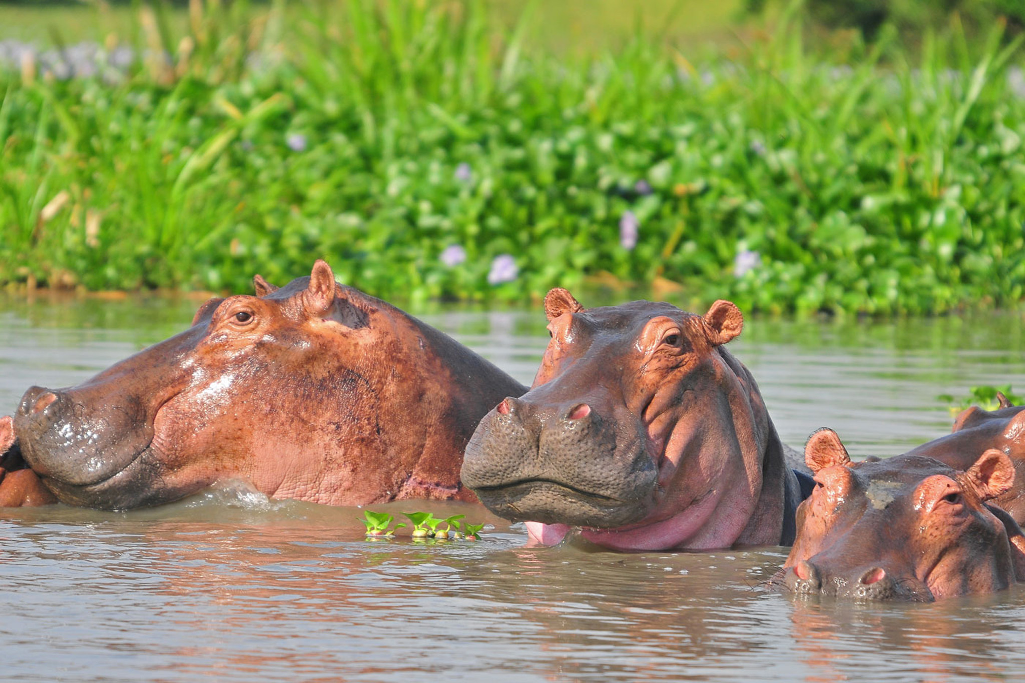 Hippos