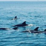 Dolphins at Kisite Mpunguti Marine National Park