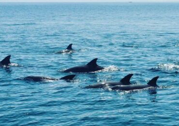 Dolphins at Kisite Mpunguti Marine National Park