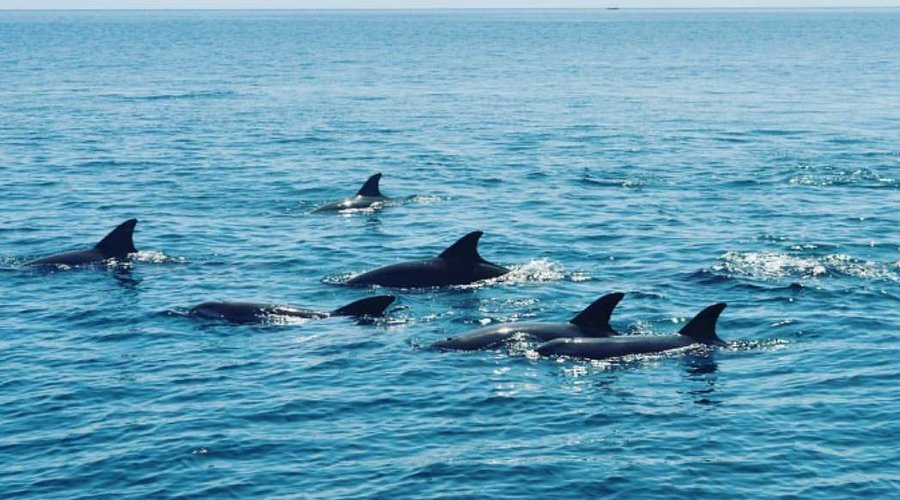 Dolphins at Kisite Mpunguti Marine National Park