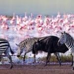 Pink flamingoes and wildlife in Lake Nakuru National Park