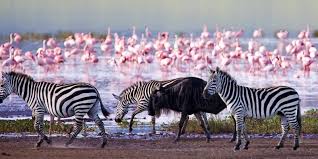 Pink flamingoes and wildlife in Lake Nakuru National Park