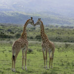 Wildlife in Meru National Park