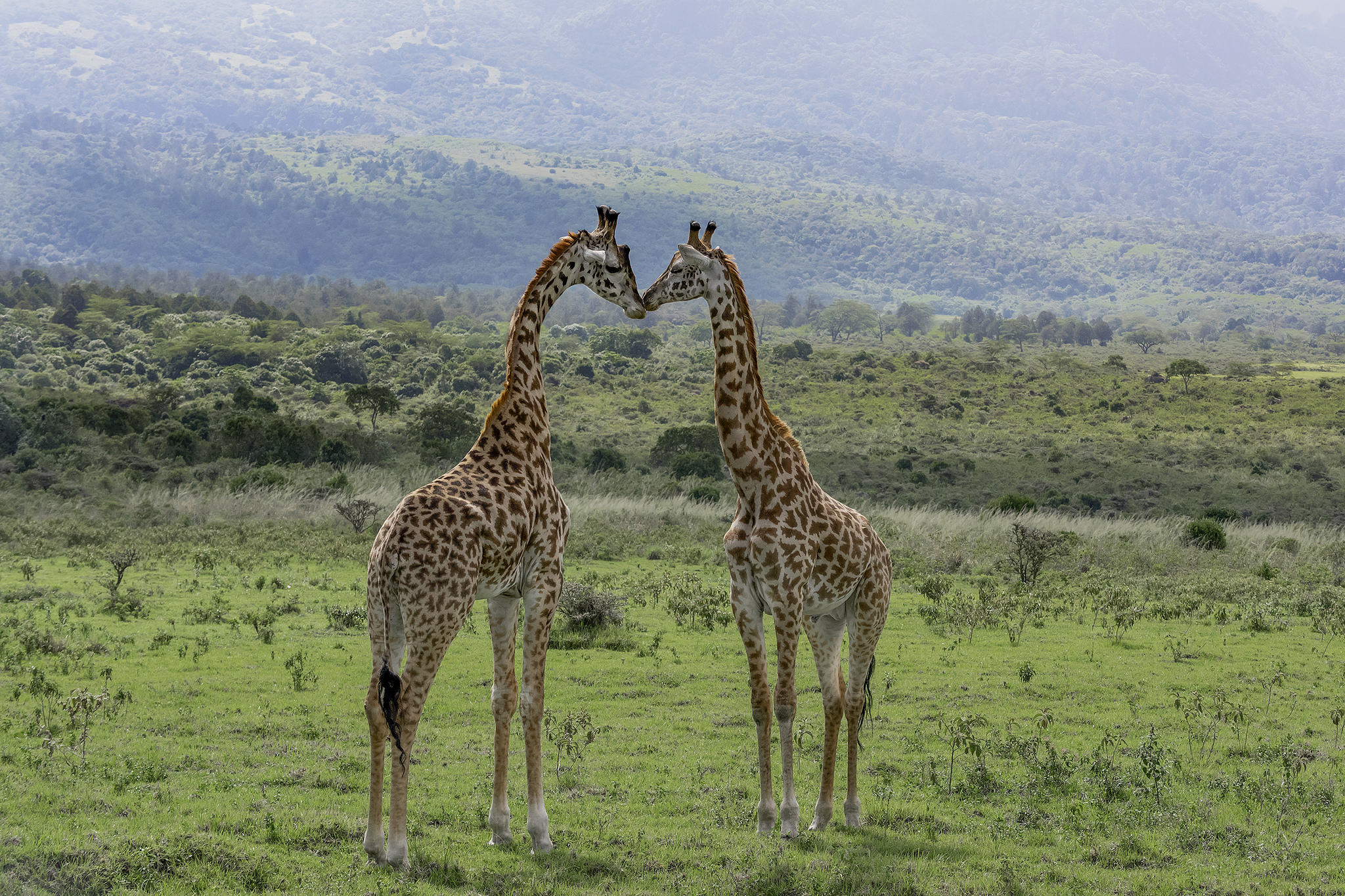 Wildlife in Meru National Park