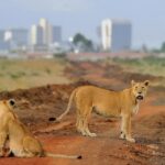 Wildlife in Nairobi National Park