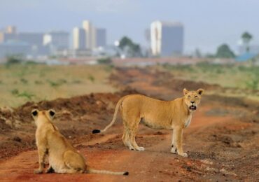 Wildlife in Nairobi National Park