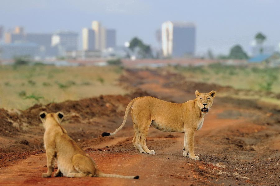 Wildlife in Nairobi National Park