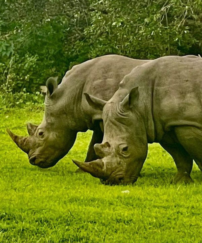 Rhinos grazing