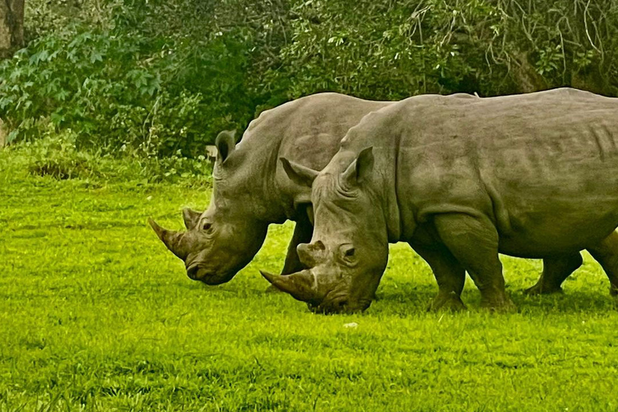 Rhinos grazing